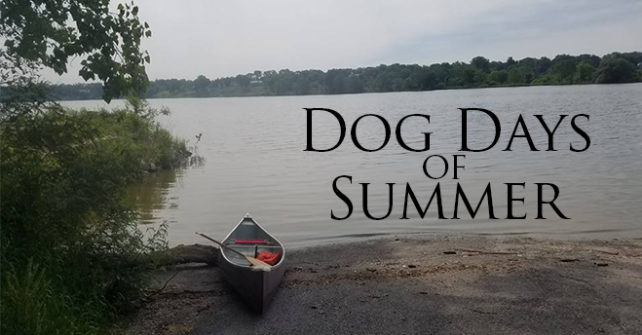 Activity Spotlight – The Dog Days of Summer